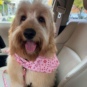 Unlisted Random Runs